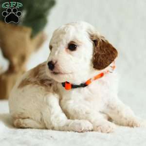 Dixie F1B, Cavapoo Puppy